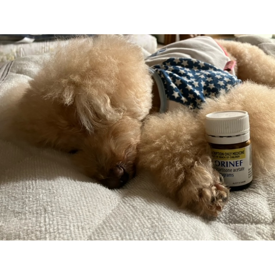 フロリネフ0.1mg｜アジソン病治療薬｜犬猫薬の通販｜ペットくすり